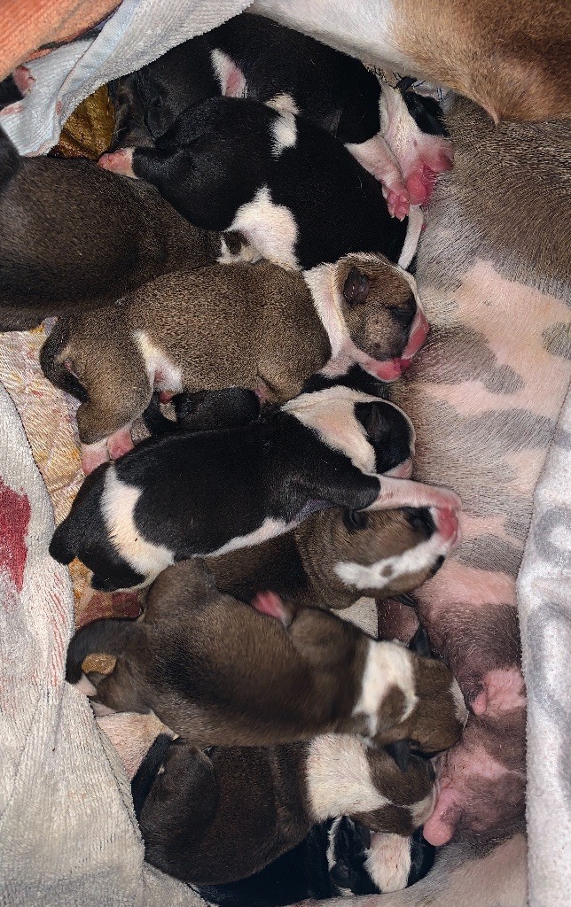 von steiweri - Bulldog continental - Portée née le 17/08/2020